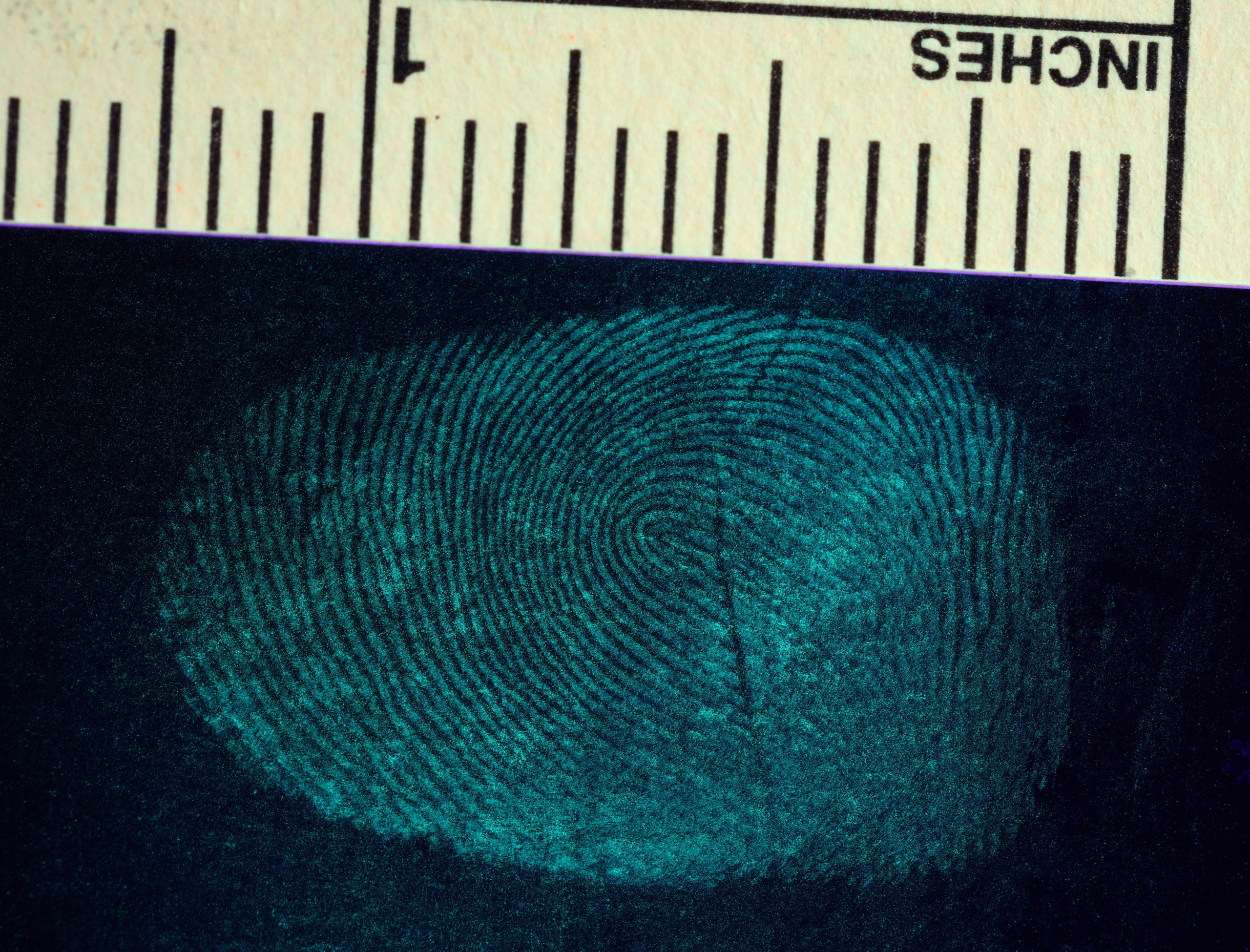 Fingerprint captured using fluorescent powder and UV light